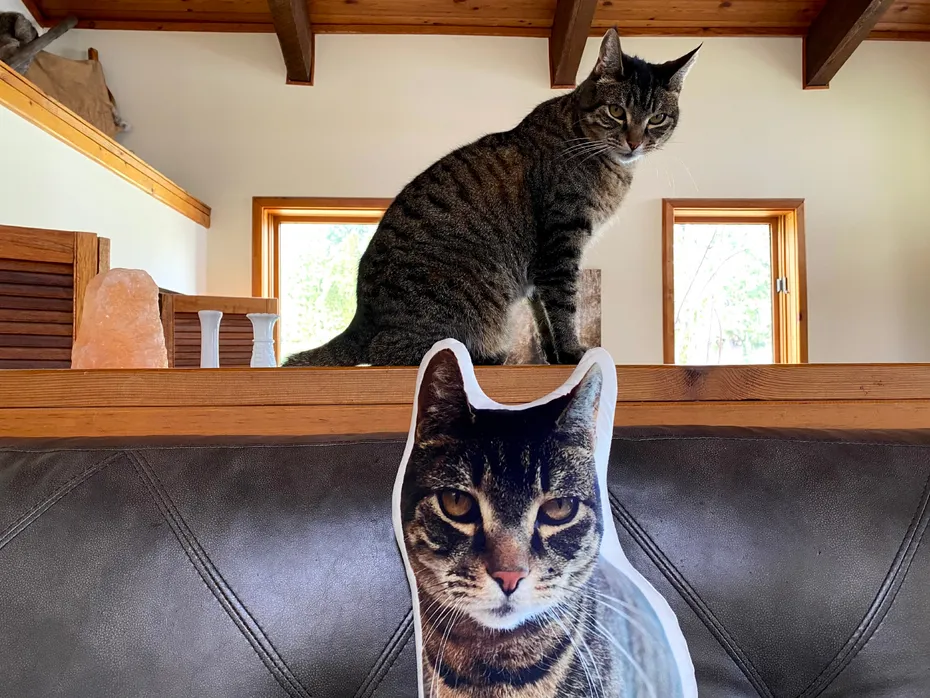 All About Vibe Custom Cat Pillow - mojave and the pillow