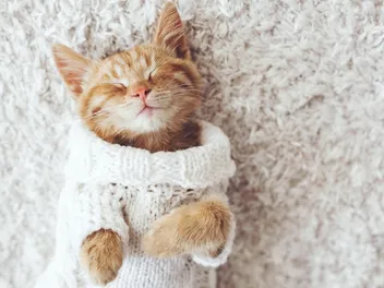 How Do Cats Fall Asleep So Fast? Vet-Reviewed Feline Sleep Cycle