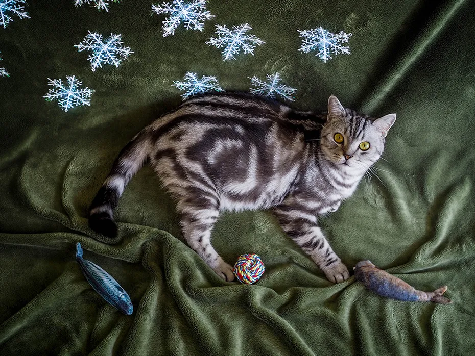 tabby american shorthair cat lying down