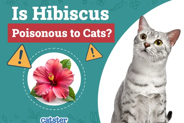 Is Hibiscus Poisonous to Cats? Vet-Reviewed Houseplants Examined