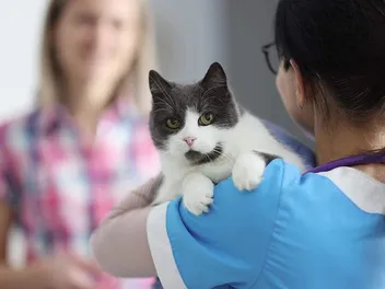 9 Most Common Illnesses & Diseases in Cats: Our Vet Answers