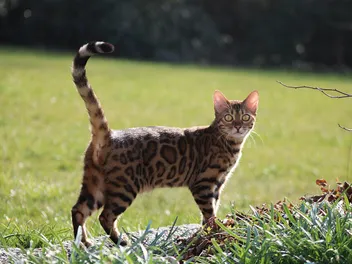 Are Bengal Cats Aggressive? Vet-Reviewed Facts About Their True Nature