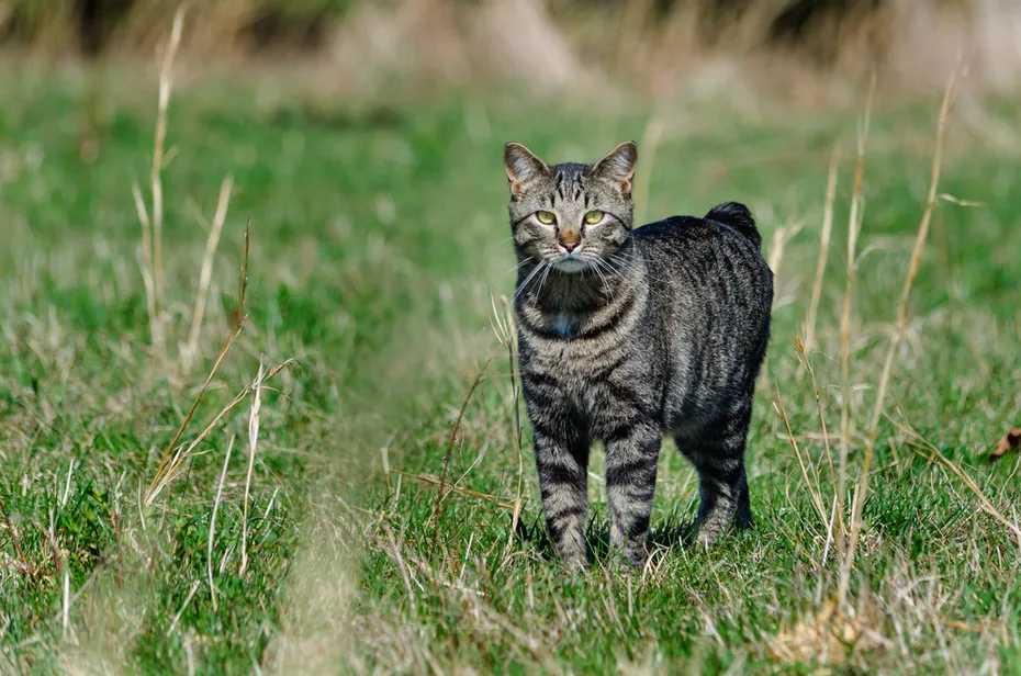 Manx cat hunting