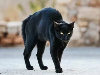 How Aggressive Are Bombay Cats? Tendencies & Behavior Tips
