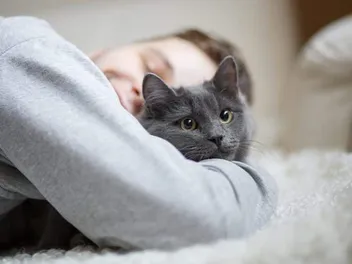 15 Most Affectionate Cat Breeds That Love Cuddles (With Info & Pictures)
