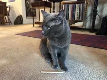 Putting Clothes on Cats: Why I Avoid It