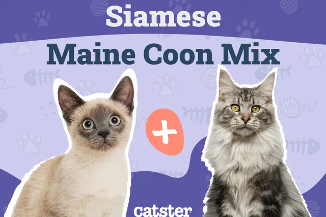Siamese Maine Coon Mix: Info, Pictures, Care & Traits
