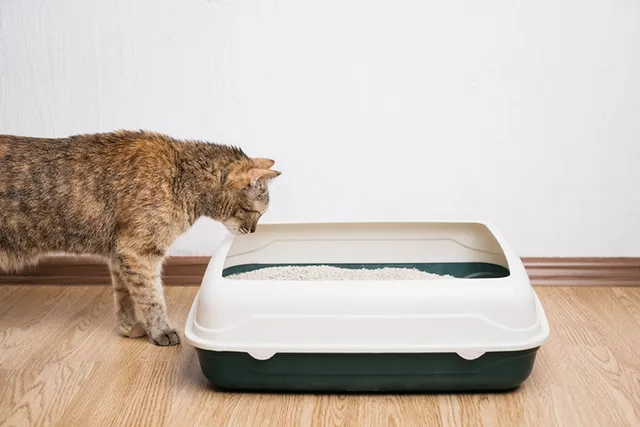 Does Health Monitoring Cat Litter Work? Vet Reviewed Facts & FAQ
