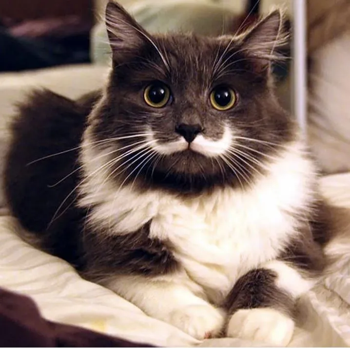 moustache cat