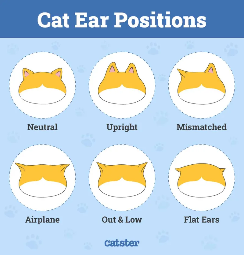 Cat ear positions