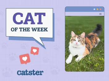 Catster Photo Contest: Cats of the Week Winners (October 16, 2025)