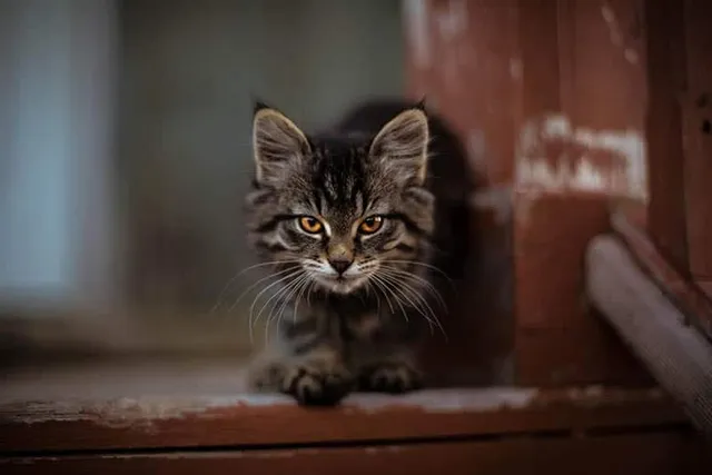 Can Feral Cats Be Friendly? Vet-Reviewed Facts & Advice