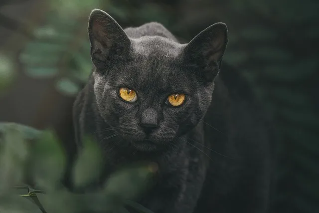 Will a Cat Protect Me From Evil Spirits? Myths & Feline Supernatural Powers