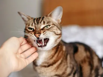Why Is My Cat Misbehaving? 8 Vet-Reviewed Reasons