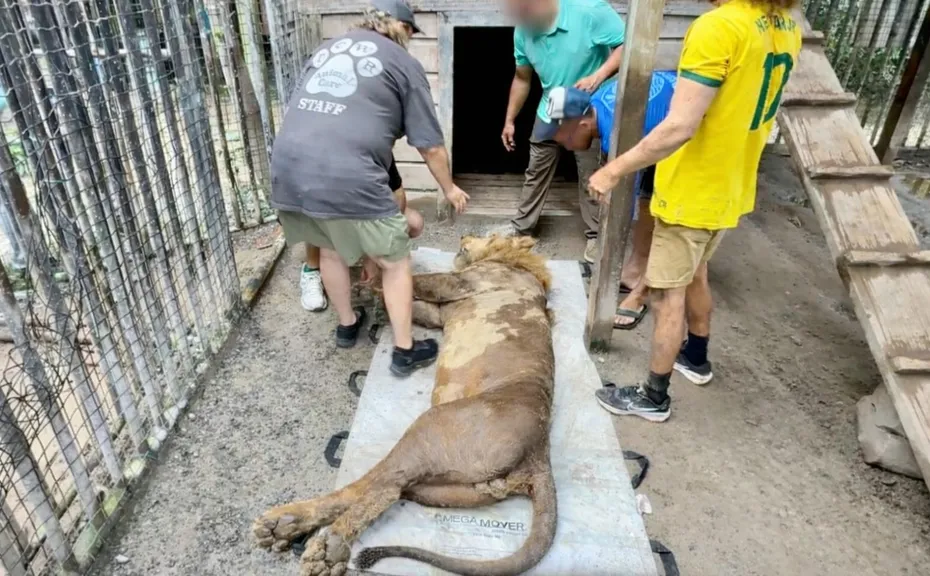 By Road, By Air, and By Sea – The Long Journey Home for These Lions Three - Cyrus being prepared for his journey