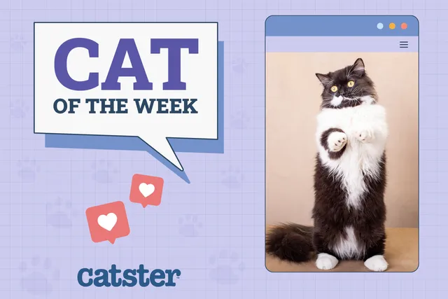 Catster Photo Contest: Cats of the Week Winners (Feb 20, 2025)