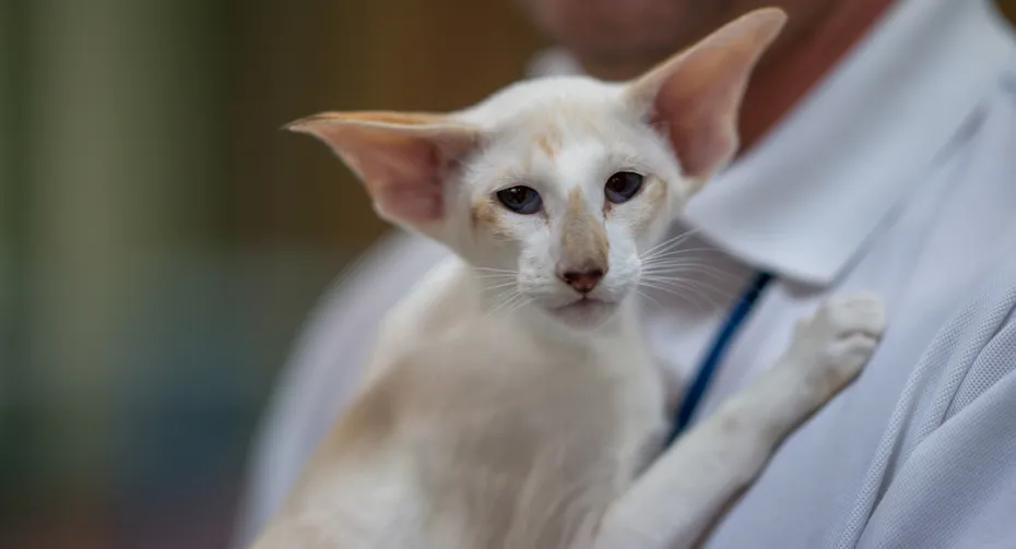 Seychellois Cat portrait