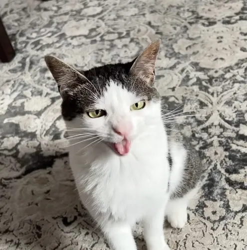 @monkeycatluna