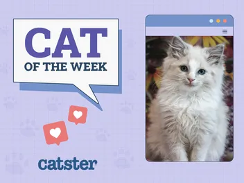 Catster Photo Contest: Cats of the Week Winners (April 17, 2025)