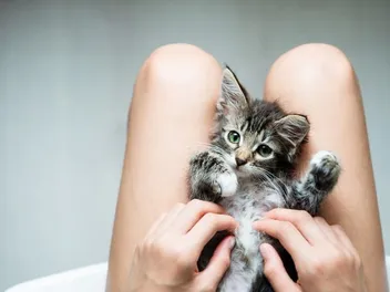 10 Things You Should Know Before Fostering Kittens (Vet-Verified)