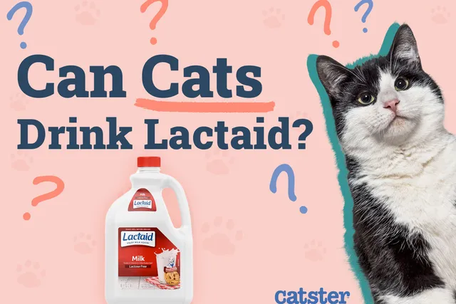 Can Cats Drink Lactaid? Vet-Approved Nutritional Science & Info