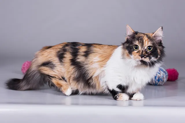 8 Frequently Asked Questions About Calico Cats Answered by Catster