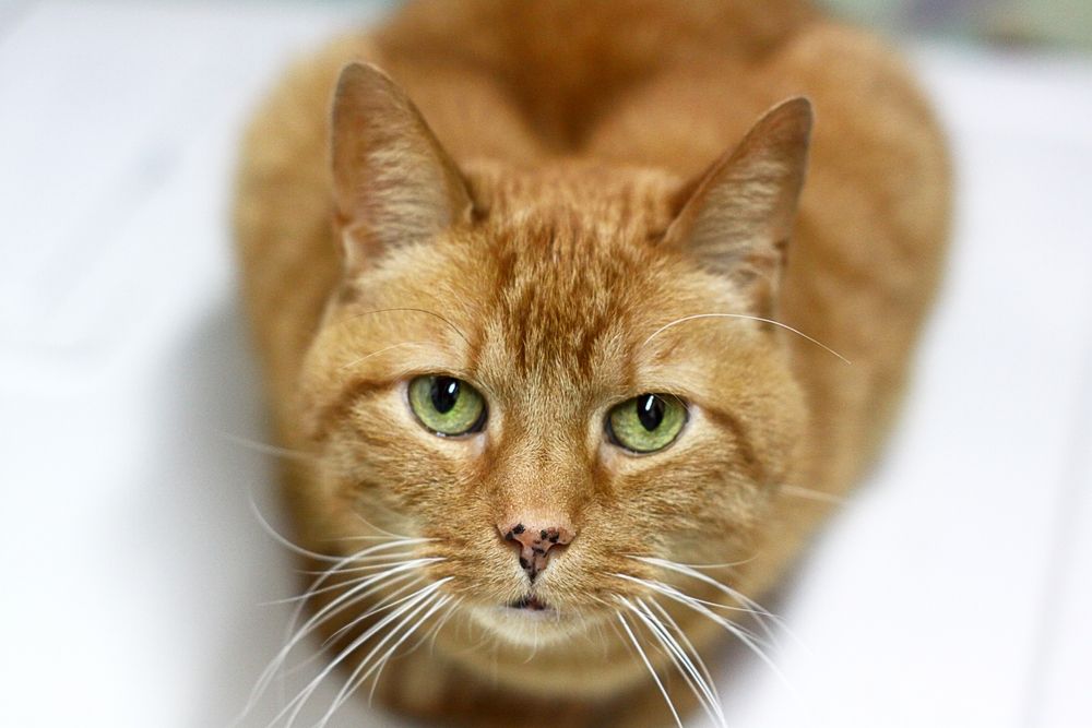 Orange tabby cat with nose spots