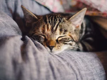 Where Should Cats Sleep at Night? 7 Vet-Approved Tips & Advice