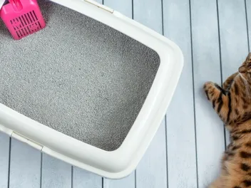 Why Your Older Cat Is Not Using the Litter Box (7 Likely Reasons)