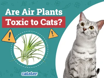 Are Air Plants Toxic to Cats? Vet-Reviewed Houseplants