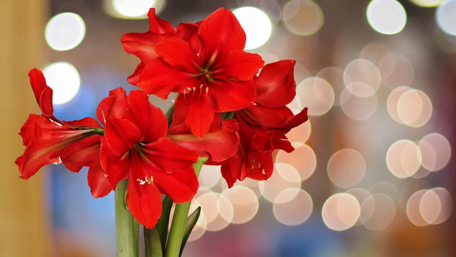 Red Amaryllis flowers