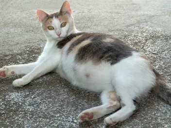 Fostering a Pregnant Cat: 9 Things to Know (Vet Approved)