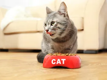 Top 9 Healthiest Cat Foods in 2026 (Top Ingredients & Brands)