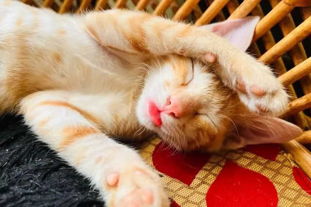 Why Do Cats Stick Their Tongue Out While Sleeping? 4 Vet-Reviewed Possible Reasons