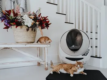 8 DIY Cat Litter Mats You Can Make Today (With Pictures)