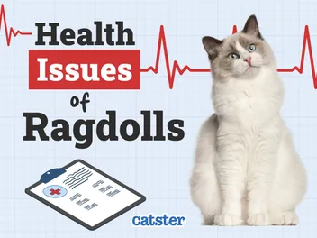 Ragdoll Cat Health Problems: 20 Vet-Reviewed Issues
