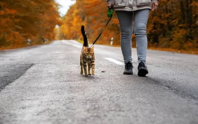 Hiking With a Cat: If It Is Possible & Vet-Approved Tips