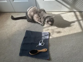 Cat Grooming Challenges: Olga’s Battle With the Brush