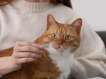 Relax: How Anti-Anxiety Meds Could Save the Lives of Blocked Cats