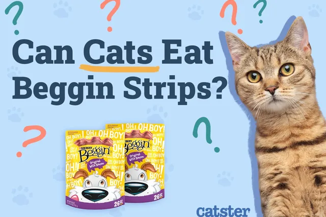 Can Cats Eat Beggin’ Strips? Vet Reviewed Health Risks & FAQ