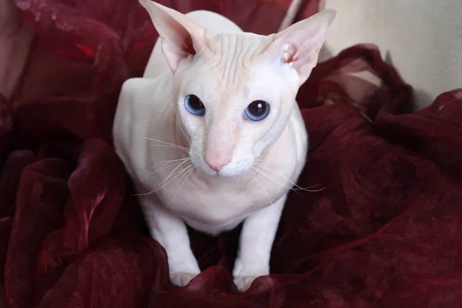 Peterbald on the sofa