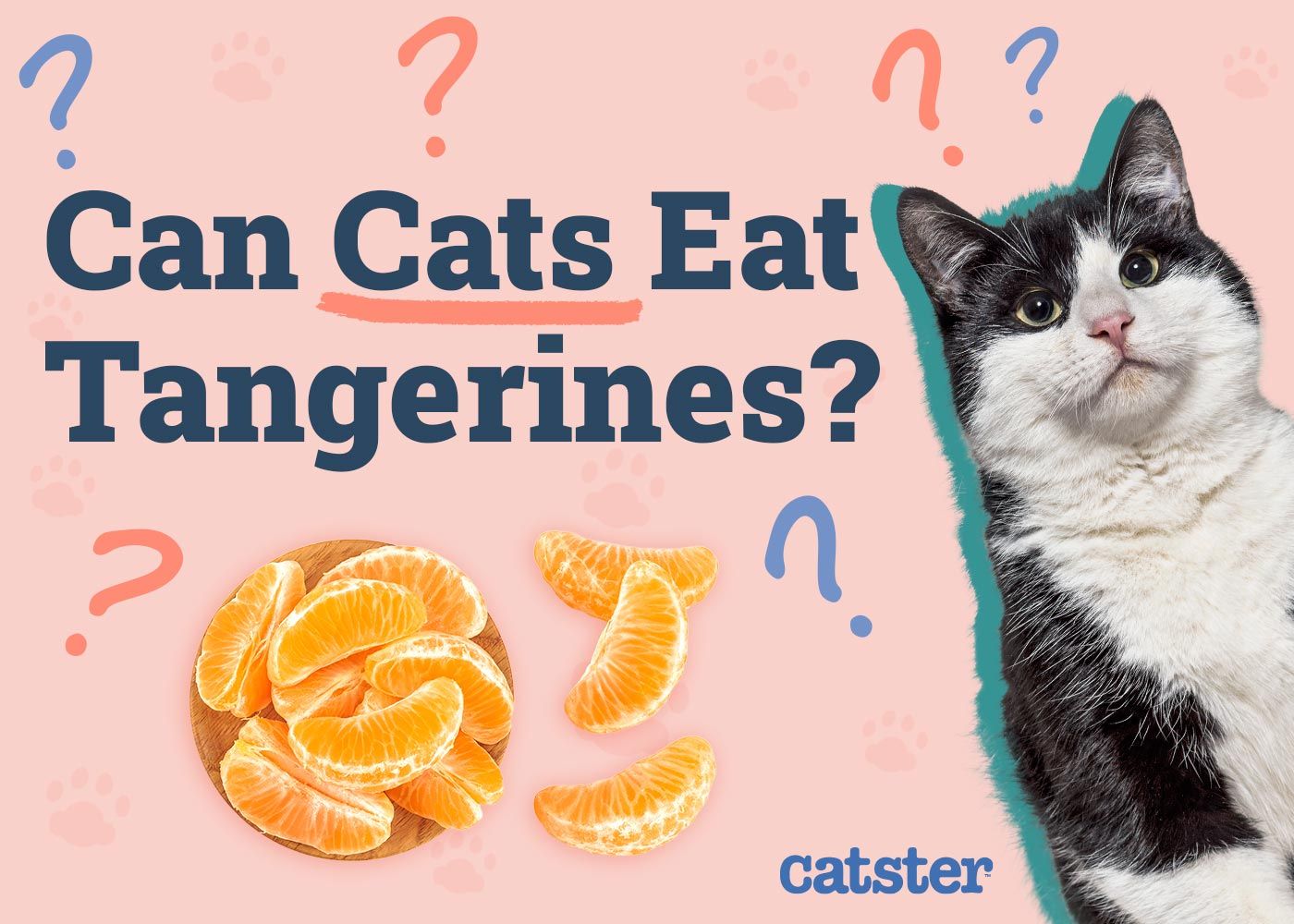 Can Cats Eat Tangerines
