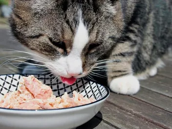 5 Best Fresh Cat Food Delivery Services in Australia in 2026 – Reviews & Top Picks