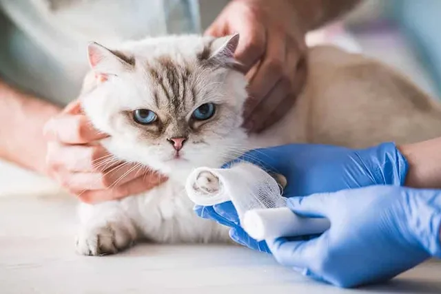 15 Hazards That Could Hurt or Kill Your Cat & How to Avoid Them (Vet Reviewed)
