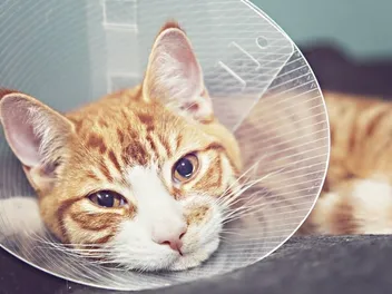 8 Best Cat Cone Collars of 2026: Reviews & Top Picks