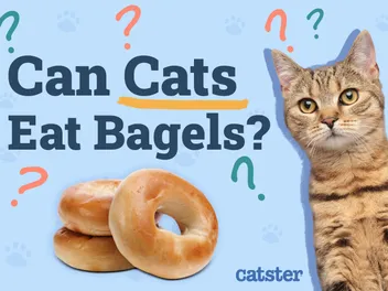 Can Cats Eat Bagels? Vet-Approved Facts & FAQ