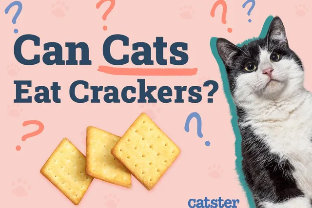 Can Cats Eat Crackers? Vet-Verified Facts & Safe Alternatives