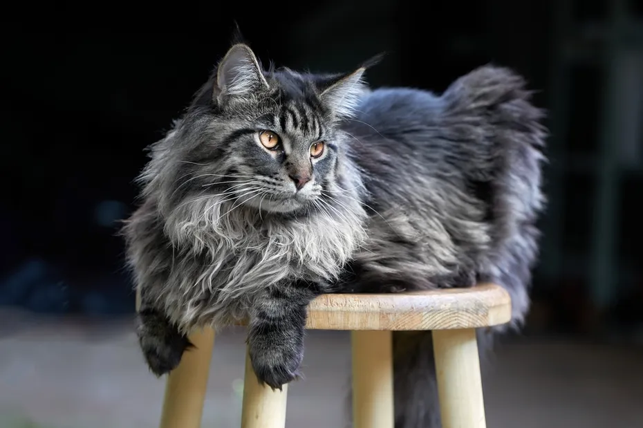 Gorgeous fluffy silver Maine coon cat lies on the stool
