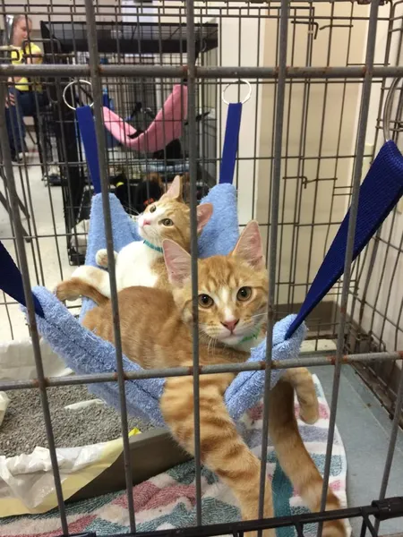 DIY cat hammock for kennels