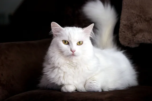 How Long Does a Turkish Angora Live? Average & Max Lifespan